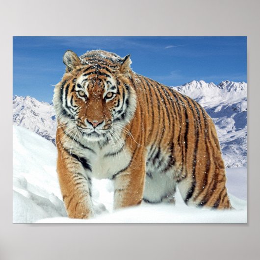 Natuur van bergen Winter Foto Snow Tiger Poster (Voorkant)
