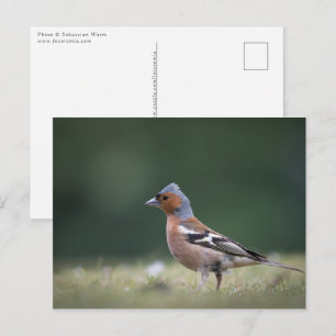 Natuur van Chaffinch Bird Foto Briefkaart