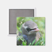 Natuur van Cute Baby Bird Magneet (Voorkant / Achterkant)