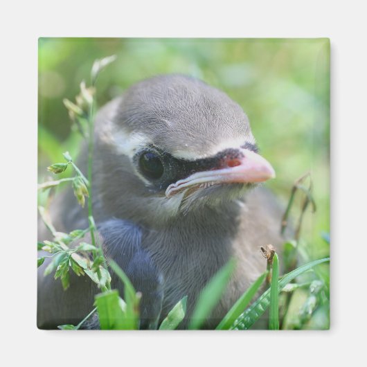 Natuur van Cute Baby Bird Magneet (Voorkant)