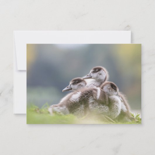 Natuur van Cute Geese Chicken Photo (Voorkant)
