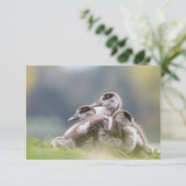 Natuur van Cute Geese Chicken Photo (Staand voorkant)