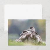 Natuur van Cute Geese Chicken Photo (Voorkant / Achterkant)