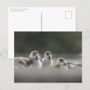 Natuur van Cute Geese Chicken Photo Briefkaart