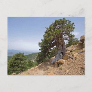 Natuur van Cyprus Artemis landschap Briefkaart