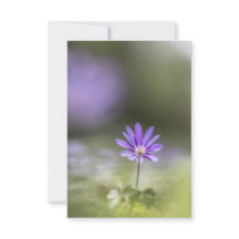 Natuur van de groene windbloem Foto