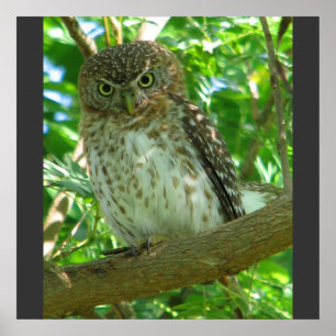 Natuur van de mestboom van de Cubaanse Pygmy Owl A Poster