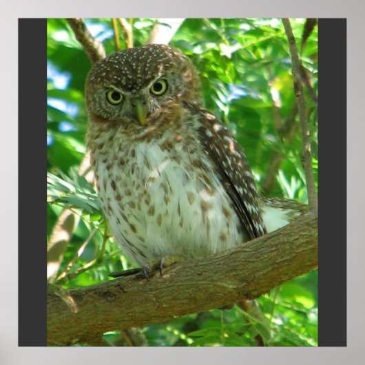 Natuur van de mestboom van de Cubaanse Pygmy Owl A Poster (Voorkant)