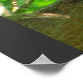 Natuur van de mestboom van de Cubaanse Pygmy Owl A Poster (Hoek)