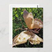 Natuur van de vlinder briefkaart (Voorkant / Achterkant)