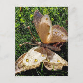 Natuur van de vlinder briefkaart (Voorkant)