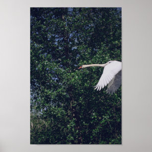 Natuur van Flying Swan Bird Wild Life Poster