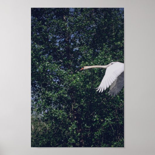 Natuur van Flying Swan Bird Wild Life Poster (Voorkant)