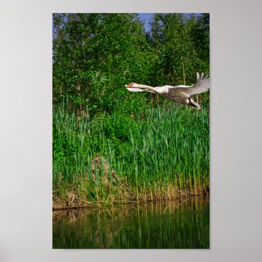 Natuur van Flying Swan Bird Wild Life Poster (Voorkant)