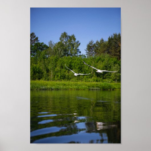 Natuur van Flying Swan Bird Wild Life Poster (Voorkant)