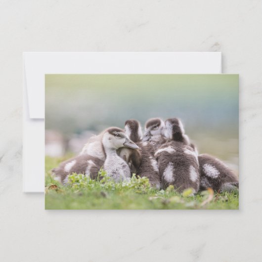 Natuur van ganzen (Voorkant)