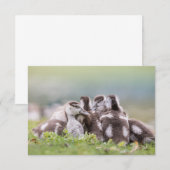 Natuur van ganzen (Voorkant / Achterkant)