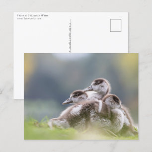 Natuur van ganzen kip Foto Briefkaart