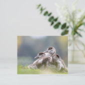 Natuur van ganzen kip Foto Briefkaart (Staand voorkant)