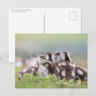 Natuur van ganzen kip Foto Briefkaart