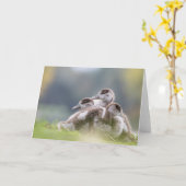 Natuur van ganzen kip Foto Kaart (Gele Bloem)