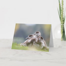 Natuur van ganzen kip Foto Kaart