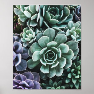 Natuur van groene Planten met succes Poster