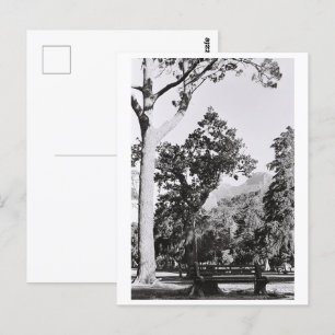 Natuur van het Kaapstadspark in Zuid-Afrika ZA Briefkaart