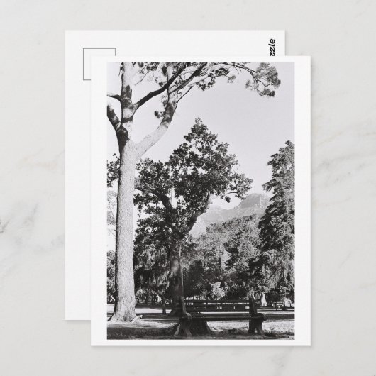 Natuur van het Kaapstadspark in Zuid-Afrika ZA Briefkaart (Voorkant / Achterkant)