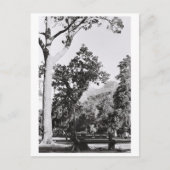 Natuur van het Kaapstadspark in Zuid-Afrika ZA Briefkaart (Voorkant)