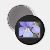 Natuur van het Tortelduifjes-voetengeweld Magneet (Voorkant / Achterkant)