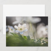 Natuur van hout Anemone (Voorkant / Achterkant)