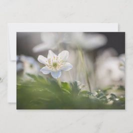 Natuur van hout Anemone