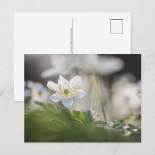 Natuur van hout Anemone Foto Feestdagenkaart