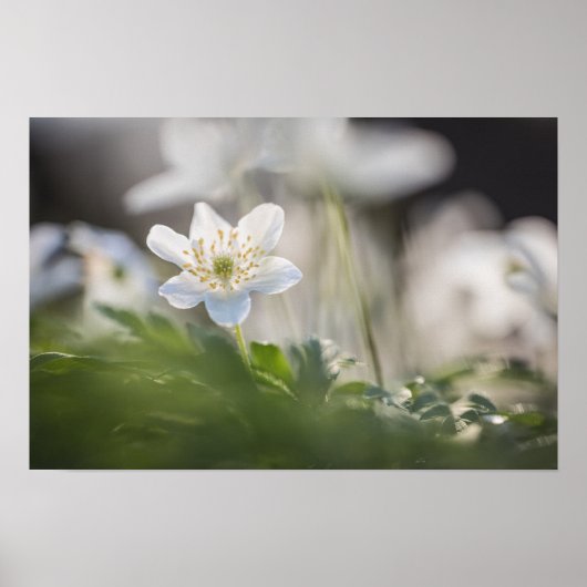 Natuur van hout Anemone Foto Poster (Voorkant)