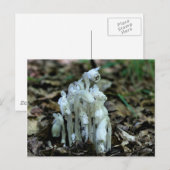 Natuur van Indische penseelpadden Foto Briefkaart (Voorkant / Achterkant)