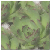 Natuur van kippen en kippen stof (Close Up)