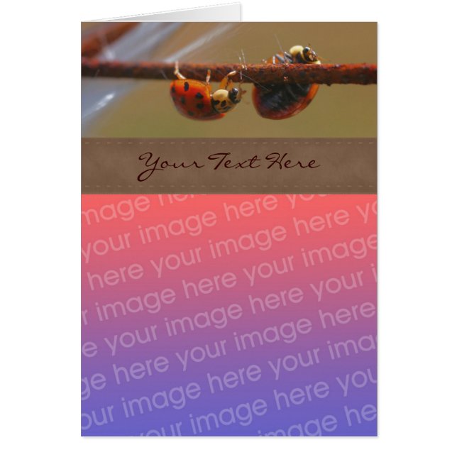 Natuur van Ladybugs in balans Uw foto (Voorkant)