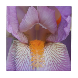 Natuur van lavender Bearded Iris Flower Petals Tegeltje