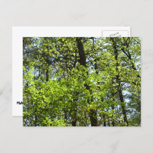 Natuur van lentemaple briefkaart (Voorkant / Achterkant)