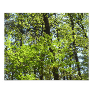 Natuur van lentemaple foto afdruk