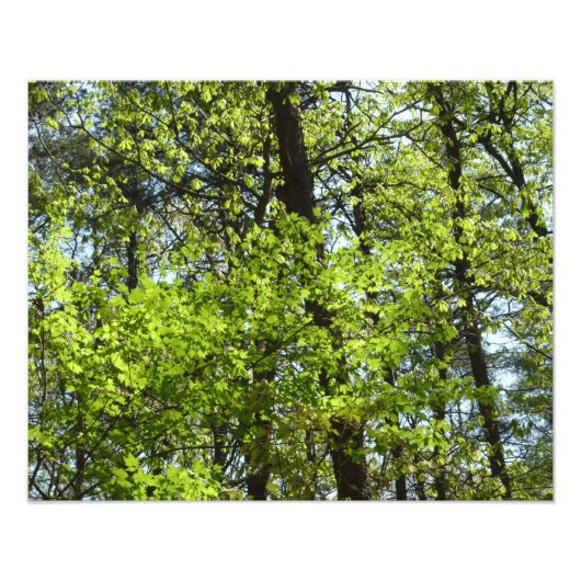 Natuur van lentemaple foto afdruk (Voorkant)