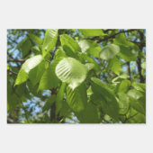 Natuur van lentemaple inpakpapier vel (Voorkant 2)