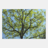 Natuur van lentemaple inpakpapier vel (Voorkant 3)