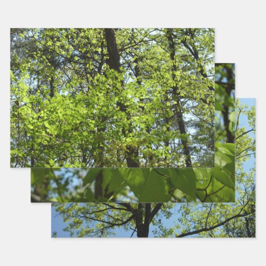 Natuur van lentemaple inpakpapier vel (Set)