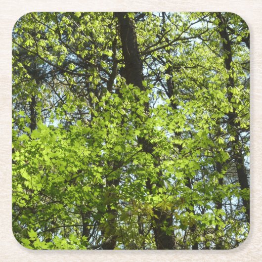 Natuur van lentemaple kartonnen onderzetters (Voorkant)
