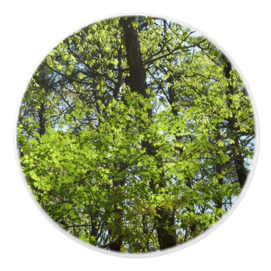 Natuur van lentemaple keramische knop (Voorkant)