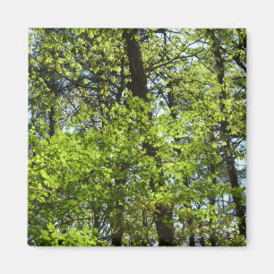 Natuur van lentemaple magneet