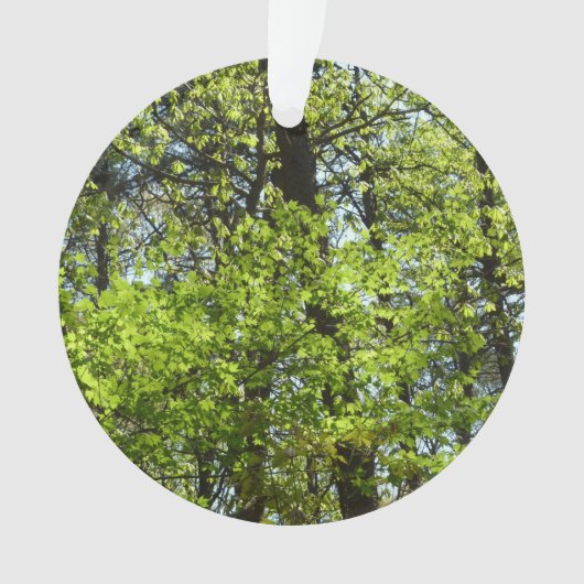 Natuur van lentemaple ornament (voorkant)