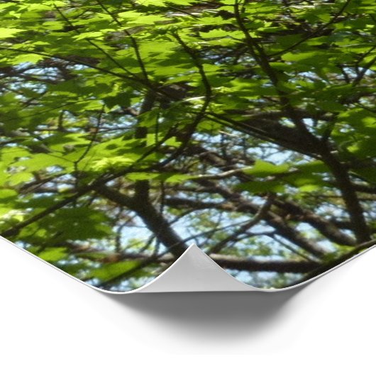 Natuur van lentemaple poster (Hoek)